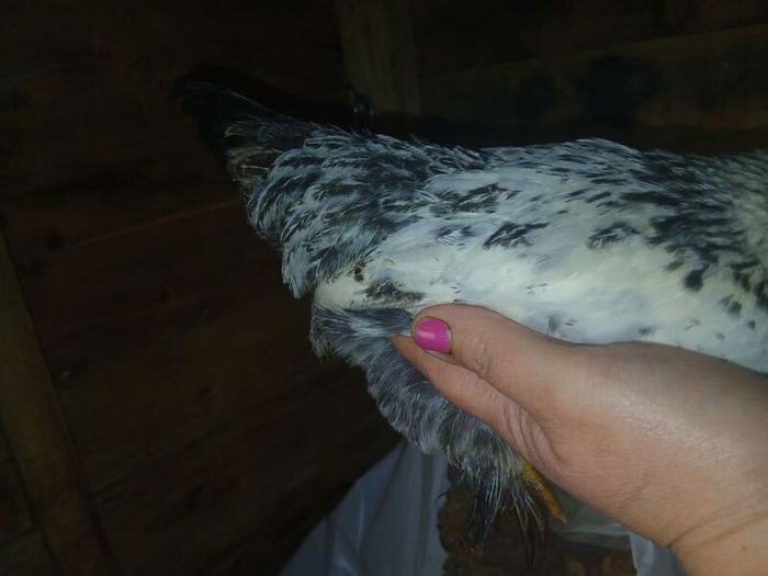bantam chicks