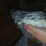 bantam chicks Image 10