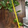 Golden pathos house plant Image 6