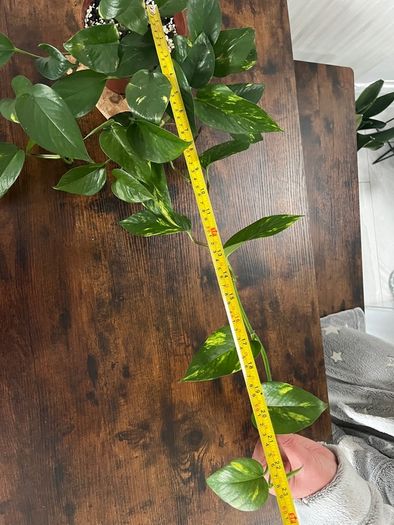 Golden pathos house plant