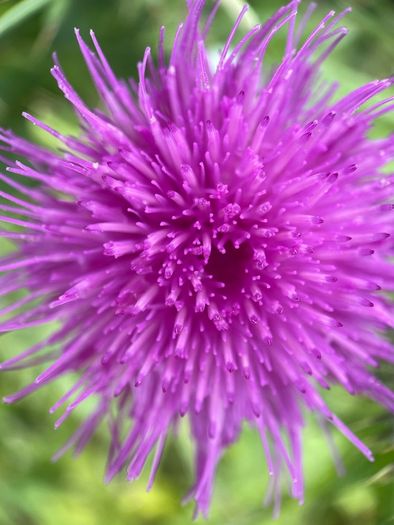 Various original macro nature photos on foam tiles