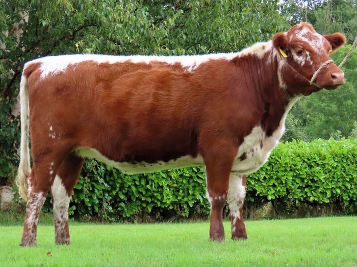 Pedigree Irish Moiled Online Timed Auction