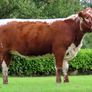 Pedigree Irish Moiled Online Timed Auction Image 7