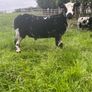 Pure bread Dutch spotted Hogget ram and ram lambs Image 3