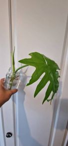 No.1 Philodendron Radiatum Variegated