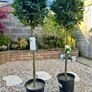 Laurus Nobilis with 45cm head in 12L pot and 140cm in height Image 2