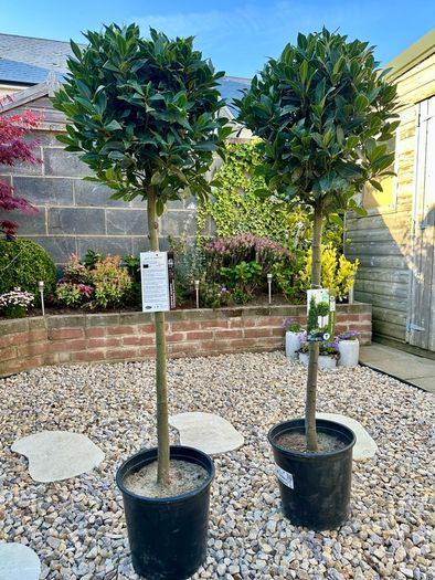Laurus Nobilis with 45cm head in 12L pot and 140cm in height