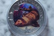 Austria 3 Euro Base Metals Uncirculated Coin 2023 - Swell Shark - Luminous Marine Life