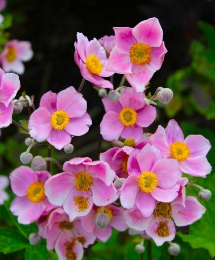 Japanese windflower (Pink)