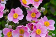 Japanese windflower (Pink)