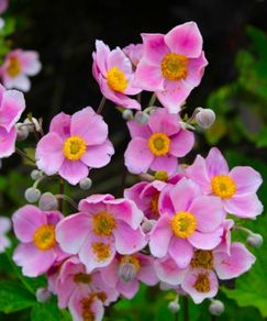 Japanese windflower (Pink)