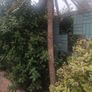 Cabbage palm tree Image 2