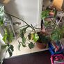 Large Monstera Plant Image 2