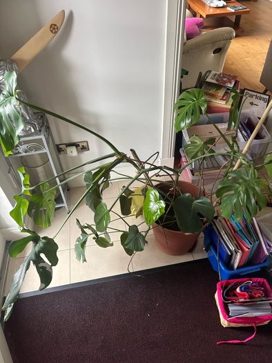 Large Monstera Plant