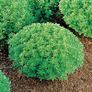 (B) Basil Minette seeds 0.3g (aprox. 210 seeds) (210657) Image 2