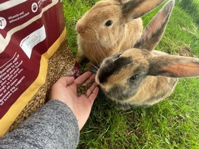 Dutchlionhead Rabbits Small Furries for adoption in Claremorris, Mayo ...