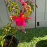 plant Image 2