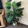Artificial Plants Image 5