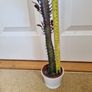 Euphorbia Trigona Rubra succulent Image 3