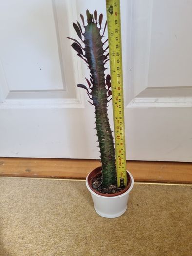 Euphorbia Trigona Rubra succulent