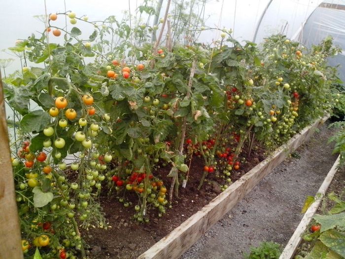 Red Cocktail Tomato "Idyll" Seeds- Lycopersicon esculentum Mill