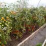 Red Cocktail Tomato "Idyll" Seeds- Lycopersicon esculentum Mill Image 4
