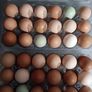 fresh free range eggs Image 7
