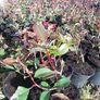 Red Robin Hedging Image 2