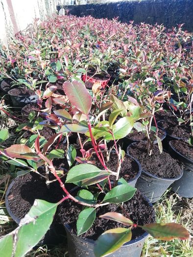 Red Robin Hedging