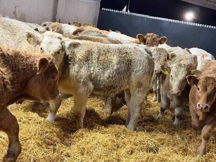 Charolais Weanlings