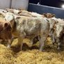 Charolais Weanlings Image 10