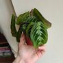 Rare Maranta Cat Mustache Image 4