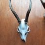 4 x roe deer skulls Image 3