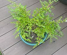 Tony Aster - Cotoneaster microphyllus plants