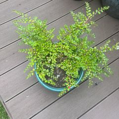 Tony Aster - Cotoneaster microphyllus plants