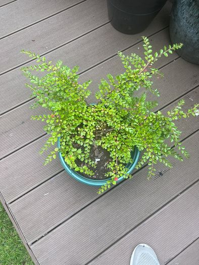 Tony Aster - Cotoneaster microphyllus plants