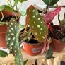 House Plant Bundle Image 5