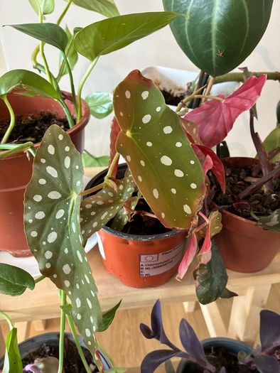House Plant Bundle