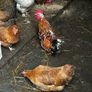 Hatching eggs WEST CORK /day old chicks Image 6