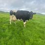Milking cows Image 8
