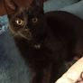Kitten Image 2