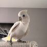 Ducorps cockatoo Image 4