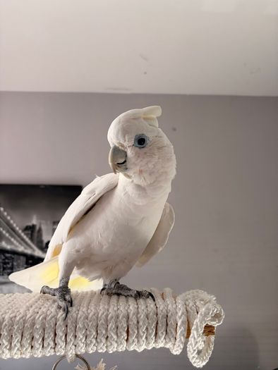Ducorps cockatoo