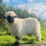 Ram lamb Image 4