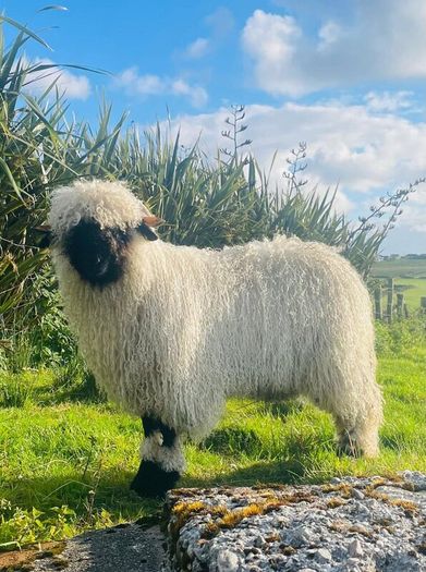 Ram lamb