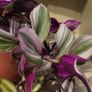 Trailing house plants  in one pot. 50cm x 80cm or 50cm x 100cm.  3Tradescantias : Zebrina, Nanouk and Purple Heart Image 6