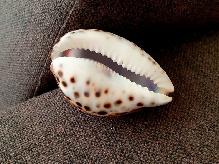 Cancer Zodiac Shell - Polished Decorative Piece