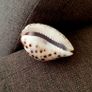 Cancer Zodiac Shell - Polished Decorative Piece Image 3