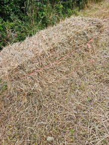 Organic Hay