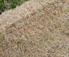 Organic Hay